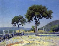Live Oak Trees On Williams' Ranch, Bandera County