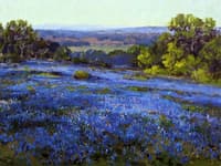Bluebonnets, Late Afternoon, North of San Antonio
