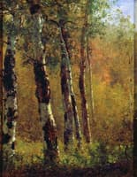 Birch Trees