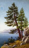 Pines, Lake Tahoe