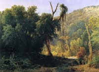 A West Virginia Forest