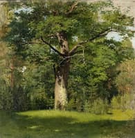 Oak Tree