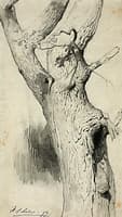 Tree Trunk