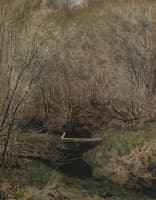 Spring in the Forest
