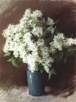 White Lilac