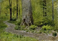 Footpath in a Forest, Ferns