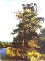 Oaks