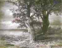 Oaks on River Bank
