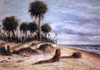 Palm Trees on the Beach at Fort Walton