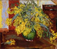 Mimosa