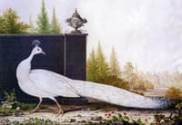 The White Peacock