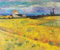 Wheatfield
