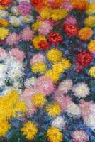 Chrysanthemums