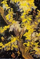 Acacia in Flower