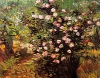 Blooming Rose Bush