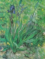 Iris