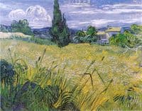 Green Wheat Field with Cypress