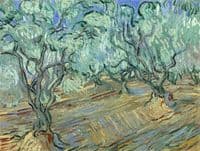 Olive Grove