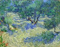 Olive Grove