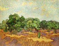 Olive Grove