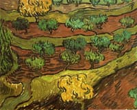 Olive Trees on a Hillside