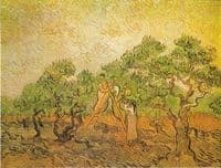 Olive Picking