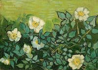 Wild Roses
