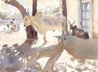 Cows