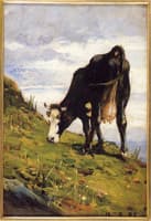 Mucca al pascolo