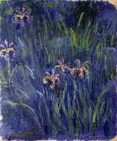 Irises
