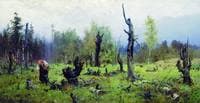 The Burnt Forest