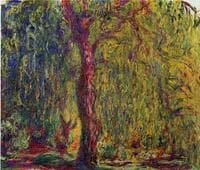 Weeping Willow
