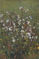 White flowers in the field