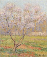 Trees in bloom