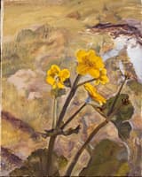 Kingcups; Souvenir of Glen Artney