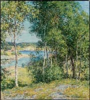 A Family of Birches