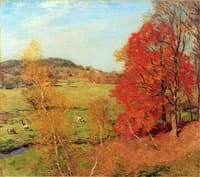 Red Maple
