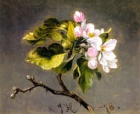 Apple Blossoms