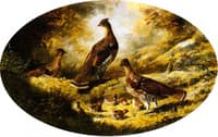 Grouse Family