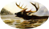 Swimming Buck