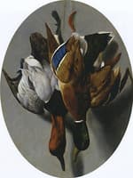 Canvas Back and Mallard