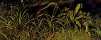 Forest Floor