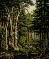 White Birches of the Racquette [sie]
