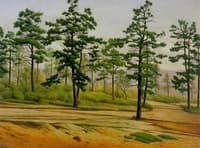 Pine Trees along a Deserted Road
