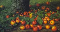 An Abundance of Apples