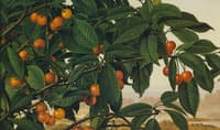 Cherries on a Bough