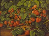 Bed of Strawberries with Monarch Butterfly