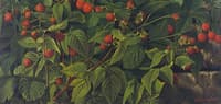 Raspberry Bush