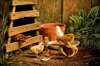 Barnyard Scene