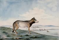 Canis Lupus